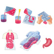 Carregar imagem no visualizador da galeria, Kit Anatomia Squishy
